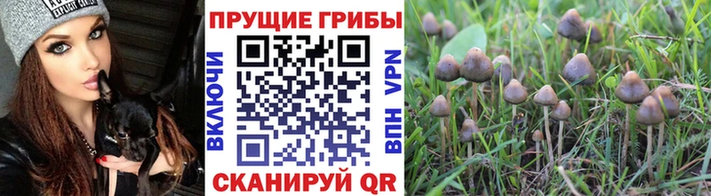 Псилоцибиновые грибы Psilocybe  Купить  Заринск 